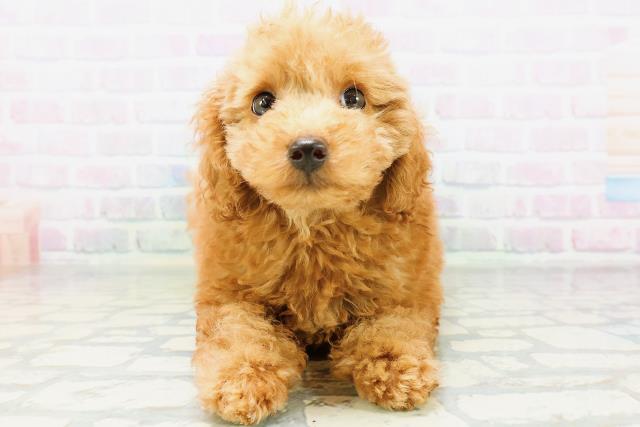 神奈川県のトイプードル(トイ) (Coo&RIKUパウ川崎店/2026年6月13日生まれ/男の子/アプリコット)の子犬の1枚目の画像