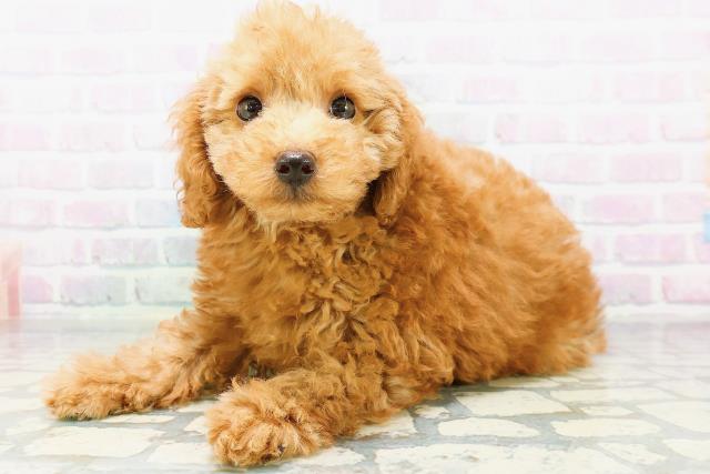 神奈川県のトイプードル(トイ) (Coo&RIKUパウ川崎店/2026年6月13日生まれ/男の子/アプリコット)の子犬の2枚目の画像