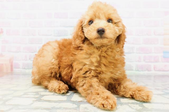 神奈川県のトイプードル(トイ) (Coo&RIKUパウ川崎店/2026年6月13日生まれ/男の子/アプリコット)の子犬の3枚目の画像