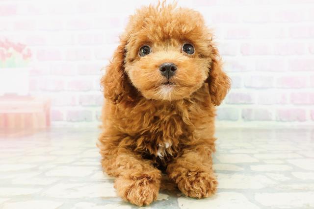 神奈川県のトイプードル(トイ) (Coo&RIKU日吉店/2026年6月13日生まれ/男の子/レッド)の子犬の1枚目の画像