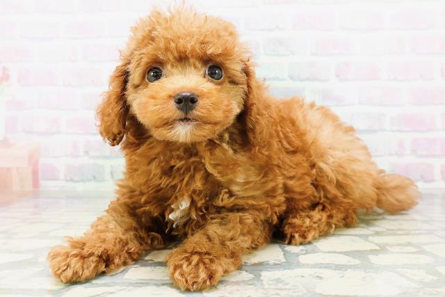 神奈川県のトイプードル(トイ) (Coo&RIKU日吉店/2026年6月13日生まれ/男の子/レッド)の子犬の2枚目の画像
