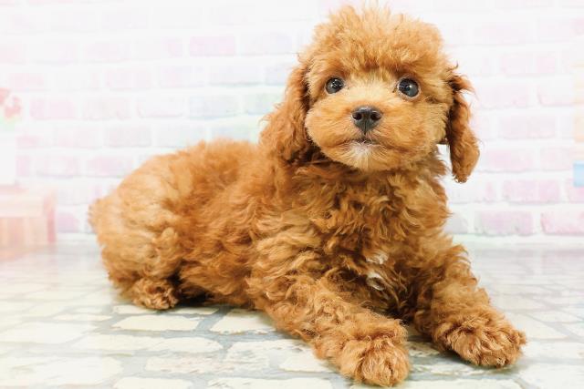 神奈川県のトイプードル(トイ) (Coo&RIKU日吉店/2026年6月13日生まれ/男の子/レッド)の子犬の3枚目の画像