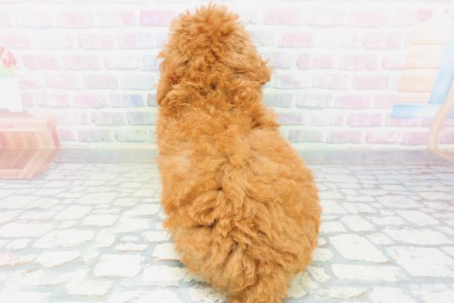 神奈川県のトイプードル(トイ) (Coo&RIKU日吉店/2026年6月13日生まれ/男の子/レッド)の子犬の4枚目の画像