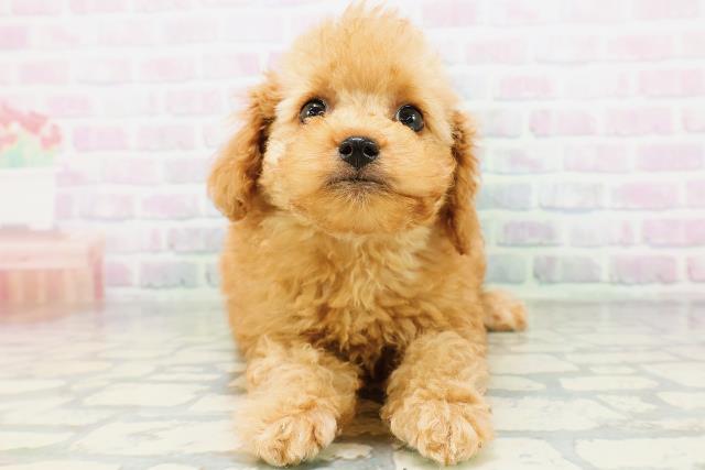神奈川県のトイプードル(トイ) (Coo&RIKU横浜旭店/2026年6月13日生まれ/男の子/アプリコット)の子犬の1枚目の画像