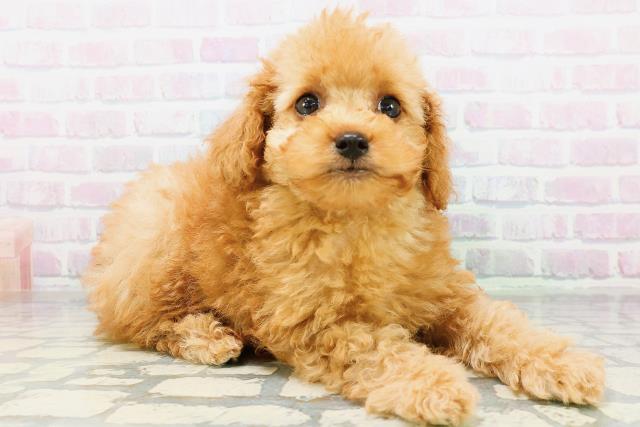 神奈川県のトイプードル(トイ) (Coo&RIKU横浜旭店/2026年6月13日生まれ/男の子/アプリコット)の子犬の3枚目の画像
