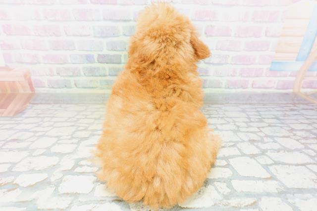 神奈川県のトイプードル(トイ) (Coo&RIKU横浜旭店/2026年6月13日生まれ/男の子/アプリコット)の子犬の4枚目の画像