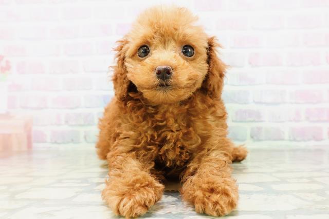 神奈川県のトイプードル(トイ) (Coo&RIKU横浜青葉店/2026年6月13日生まれ/女の子/レッド)の子犬の1枚目の画像