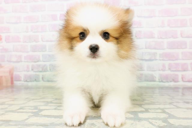 神奈川県のポメラニアン (Coo&RIKU日吉店/2026年6月13日生まれ/男の子/パーティーカラー)の子犬の1枚目の画像