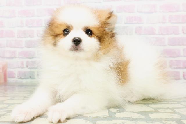 神奈川県のポメラニアン (Coo&RIKU日吉店/2026年6月13日生まれ/男の子/パーティーカラー)の子犬の2枚目の画像