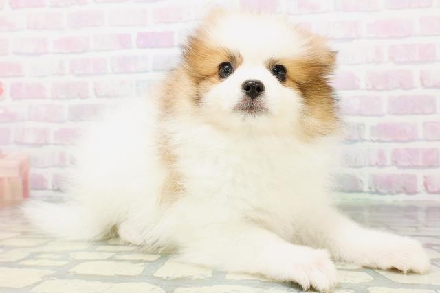 神奈川県のポメラニアン (Coo&RIKU日吉店/2026年6月13日生まれ/男の子/パーティーカラー)の子犬の3枚目の画像
