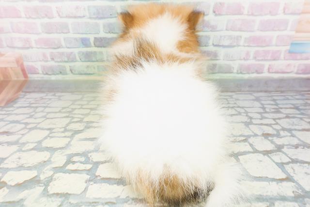 神奈川県のポメラニアン (Coo&RIKU日吉店/2026年6月13日生まれ/男の子/パーティーカラー)の子犬の4枚目の画像