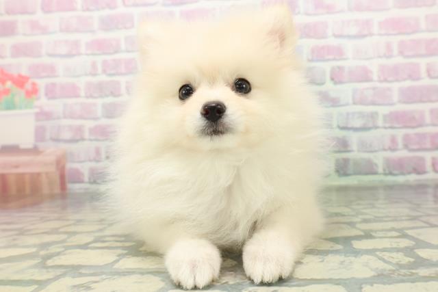 神奈川県のポメラニアン (Coo&RIKU秦野店/2026年6月13日生まれ/女の子/クリーム)の子犬の1枚目の画像