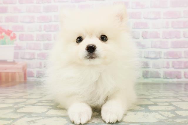 神奈川県のポメラニアン (Coo&RIKU秦野店/2026年6月13日生まれ/女の子/クリーム)の子犬の2枚目の画像