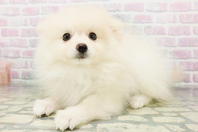 神奈川県のポメラニアン (Coo&RIKU秦野店/2026年6月13日生まれ/女の子/クリーム)の子犬の3枚目の画像