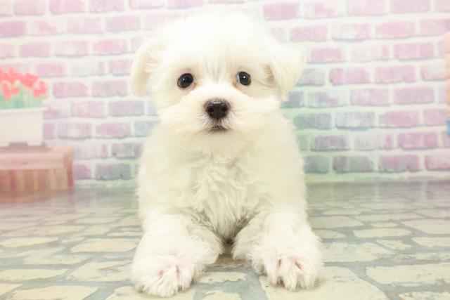 東京都のマルチーズ (Coo&RIKU東久留米店/2026年6月14日生まれ/男の子/ホワイト)の子犬の1枚目の画像