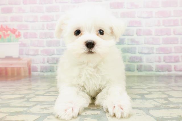 東京都のマルチーズ (Coo&RIKU東久留米店/2026年6月14日生まれ/男の子/ホワイト)の子犬の2枚目の画像