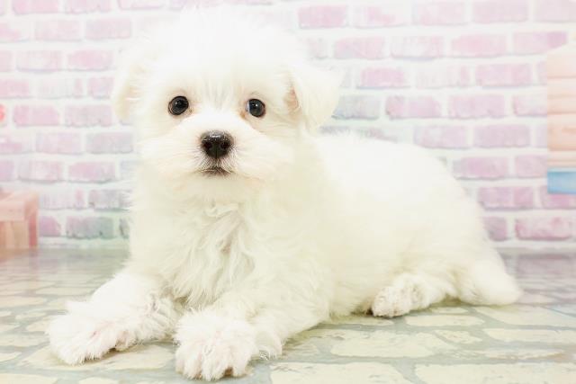 東京都のマルチーズ (Coo&RIKU東久留米店/2026年6月14日生まれ/男の子/ホワイト)の子犬の3枚目の画像