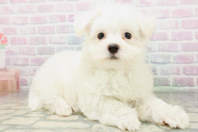 東京都のマルチーズ (Coo&RIKU東久留米店/2026年6月14日生まれ/男の子/ホワイト)の子犬の4枚目の画像