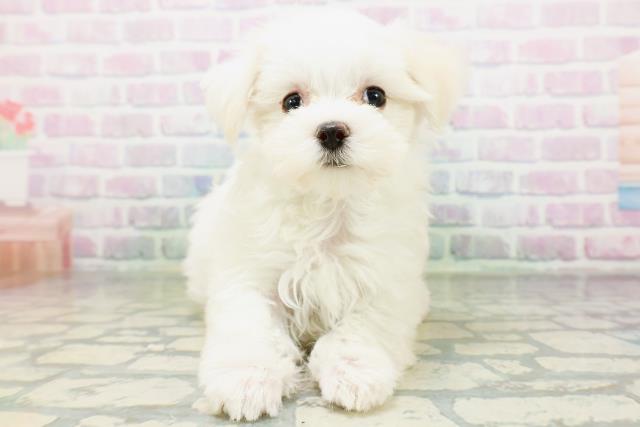 神奈川県のマルチーズ (Coo&RIKU横浜旭店/2026年6月14日生まれ/女の子/ホワイト)の子犬の1枚目の画像