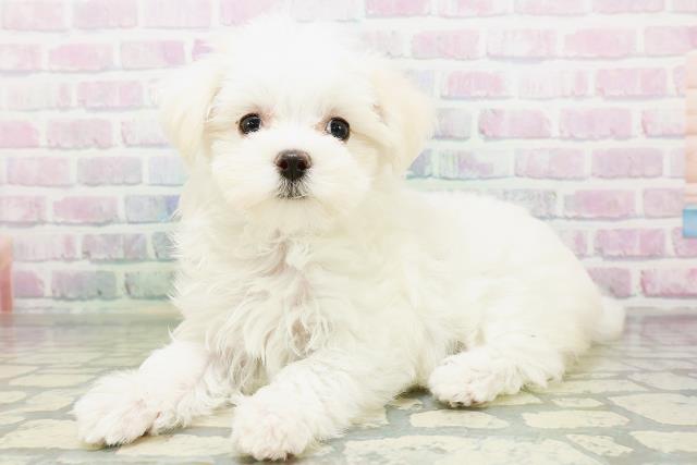 神奈川県のマルチーズ (Coo&RIKU横浜旭店/2026年6月14日生まれ/女の子/ホワイト)の子犬の2枚目の画像