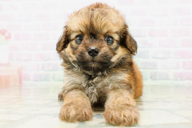 茨城県のハーフ犬・ミックス犬 (Coo&RIKUコメリパワーつくば西店/2026年6月15日生まれ/男の子/レッド)の子犬の1枚目の画像