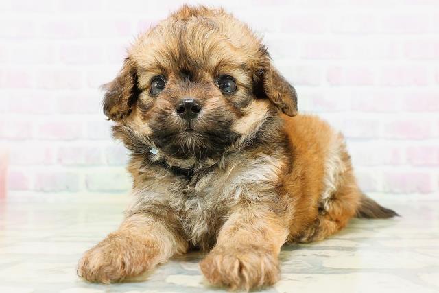 茨城県のハーフ犬・ミックス犬 (Coo&RIKUコメリパワーつくば西店/2026年6月15日生まれ/男の子/レッド)の子犬の2枚目の画像