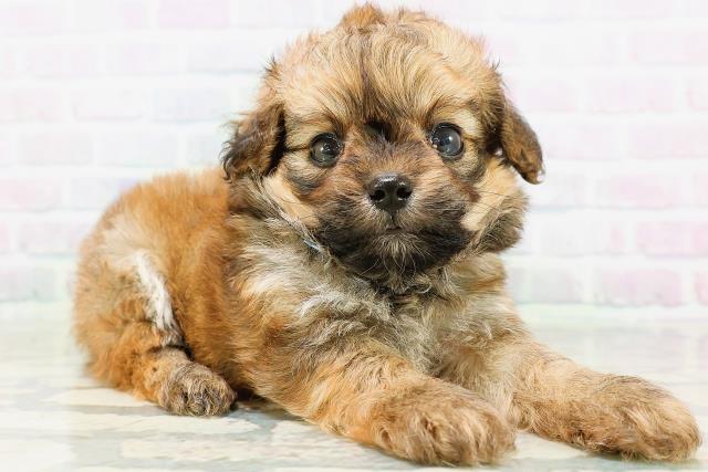 茨城県のハーフ犬・ミックス犬 (Coo&RIKUコメリパワーつくば西店/2026年6月15日生まれ/男の子/レッド)の子犬の3枚目の画像