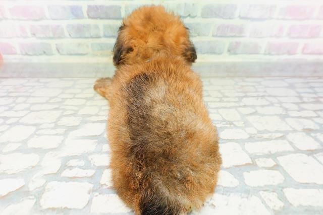 茨城県のハーフ犬・ミックス犬 (Coo&RIKUコメリパワーつくば西店/2026年6月15日生まれ/男の子/レッド)の子犬の4枚目の画像