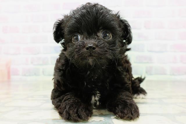 茨城県のハーフ犬・ミックス犬 (Coo&RIKUMEGAドン・キホーテ勝田店/2026年6月14日生まれ/男の子/ブラックホワイト)の子犬の1枚目の画像