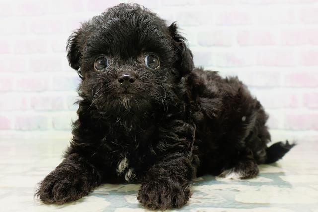 茨城県のハーフ犬・ミックス犬 (Coo&RIKUMEGAドン・キホーテ勝田店/2026年6月14日生まれ/男の子/ブラックホワイト)の子犬の2枚目の画像