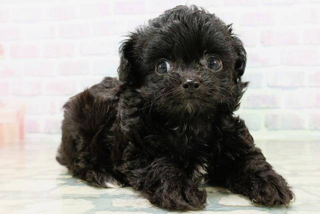 茨城県のハーフ犬・ミックス犬 (Coo&RIKUMEGAドン・キホーテ勝田店/2026年6月14日生まれ/男の子/ブラックホワイト)の子犬の3枚目の画像