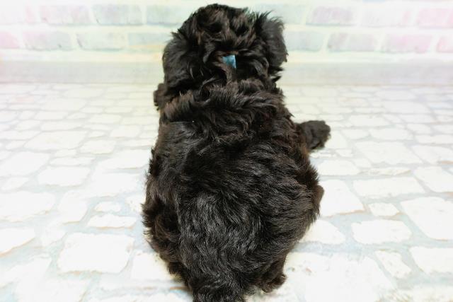 茨城県のハーフ犬・ミックス犬 (Coo&RIKUMEGAドン・キホーテ勝田店/2026年6月14日生まれ/男の子/ブラックホワイト)の子犬の4枚目の画像