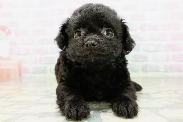 神奈川県のハーフ犬・ミックス犬 (Coo&RIKUパウ川崎店/2026年6月14日生まれ/男の子/ブラックホワイト)の子犬の1枚目の画像