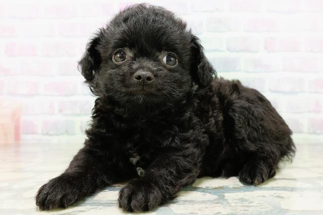 神奈川県のハーフ犬・ミックス犬 (Coo&RIKUパウ川崎店/2026年6月14日生まれ/男の子/ブラックホワイト)の子犬の2枚目の画像