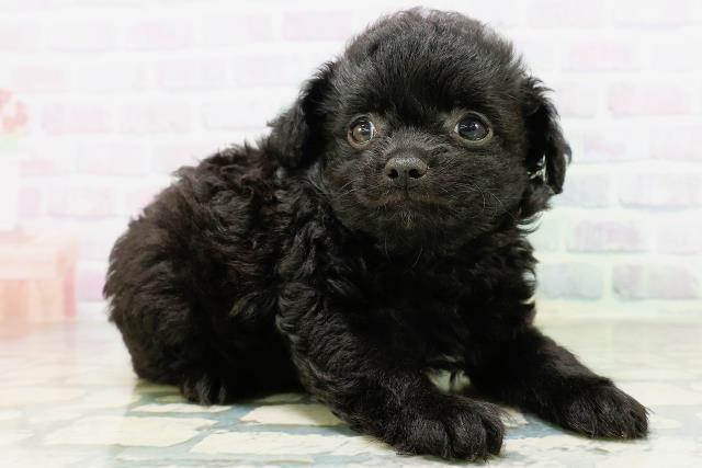 神奈川県のハーフ犬・ミックス犬 (Coo&RIKUパウ川崎店/2026年6月14日生まれ/男の子/ブラックホワイト)の子犬の3枚目の画像