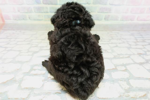 神奈川県のハーフ犬・ミックス犬 (Coo&RIKUパウ川崎店/2026年6月14日生まれ/男の子/ブラックホワイト)の子犬の4枚目の画像
