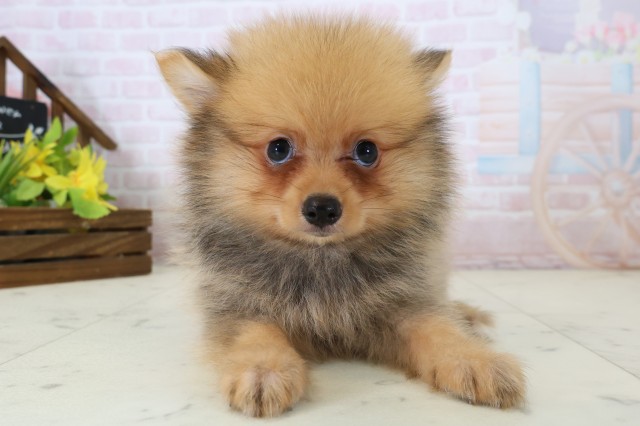 大分県のポメラニアン (Coo&RIKU大分店/2026年6月17日生まれ/男の子/オレンジセーブル)の子犬の1枚目の画像