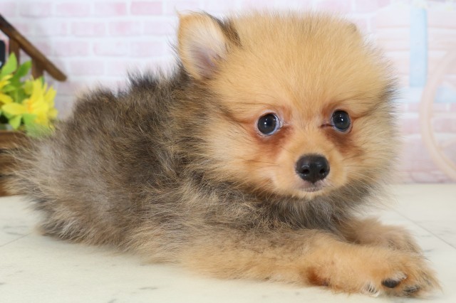 大分県のポメラニアン (Coo&RIKU大分店/2026年6月17日生まれ/男の子/オレンジセーブル)の子犬の2枚目の画像