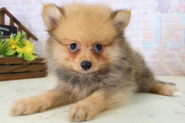 大分県のポメラニアン (Coo&RIKU大分店/2026年6月17日生まれ/男の子/オレンジセーブル)の子犬の3枚目の画像