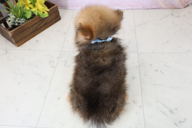 大分県のポメラニアン (Coo&RIKU大分店/2026年6月17日生まれ/男の子/オレンジセーブル)の子犬の4枚目の画像