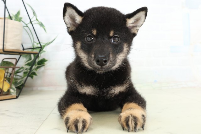 福岡県の柴犬(標準サイズ) (Coo&RIKU福岡東店/2026年6月15日生まれ/男の子/黒)の子犬の1枚目の画像