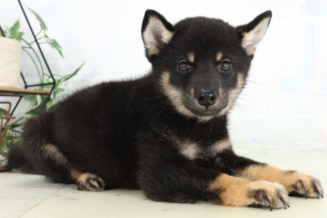 福岡県の柴犬(標準サイズ) (Coo&RIKU福岡東店/2026年6月15日生まれ/男の子/黒)の子犬の2枚目の画像