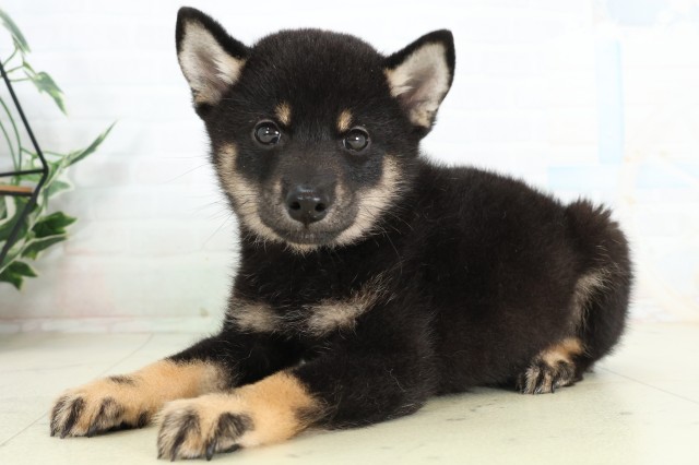 福岡県の柴犬(標準サイズ) (Coo&RIKU福岡東店/2026年6月15日生まれ/男の子/黒)の子犬の3枚目の画像