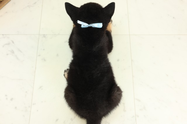 福岡県の柴犬(標準サイズ) (Coo&RIKU福岡東店/2026年6月15日生まれ/男の子/黒)の子犬の4枚目の画像