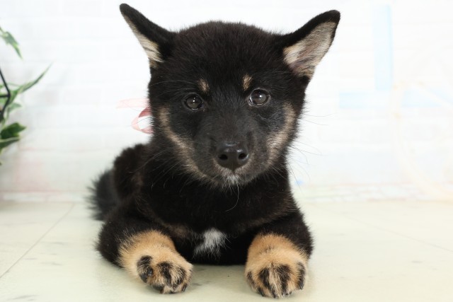 沖縄県の柴犬(標準サイズ) (Coo&RIKU沖縄浦添店/2026年6月15日生まれ/女の子/黒)の子犬の1枚目の画像