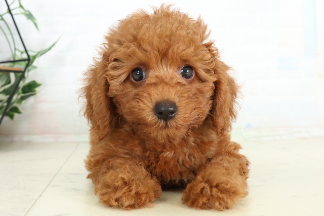 大分県のトイプードル(トイ) (Coo&RIKU大分店/2026年6月16日生まれ/男の子/アプリコット)の子犬の1枚目の画像