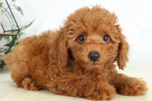 大分県のトイプードル(トイ) (Coo&RIKU大分店/2026年6月16日生まれ/男の子/アプリコット)の子犬の2枚目の画像