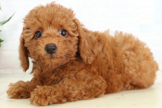 大分県のトイプードル(トイ) (Coo&RIKU大分店/2026年6月16日生まれ/男の子/アプリコット)の子犬の3枚目の画像