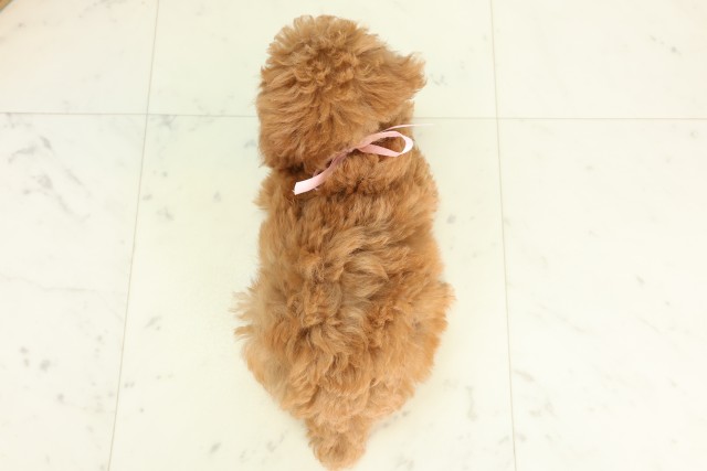 福岡県のトイプードル(トイ) (Coo&RIKU大牟田店/2026年6月16日生まれ/女の子/アプリコット)の子犬の4枚目の画像