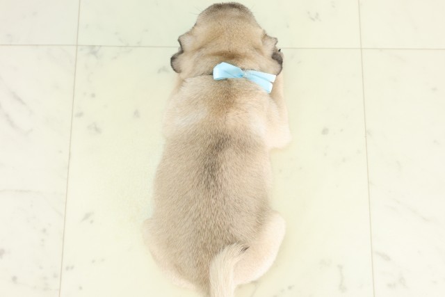 宮崎県のパグ (Coo&RIKU宮崎店/2026年6月17日生まれ/男の子/フォーン)の子犬の4枚目の画像